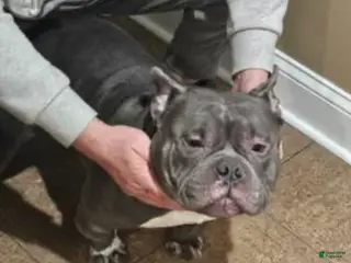 American Bully dogs American Bully - Ad 35