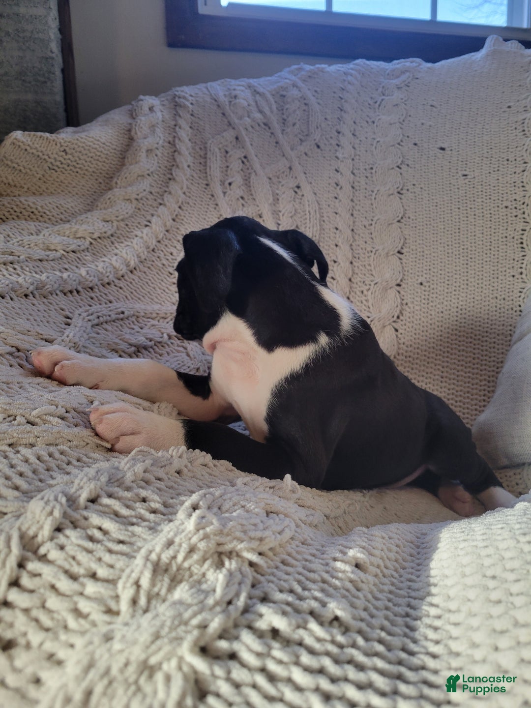 Boxer dogs for sale: Prince - Ad 3