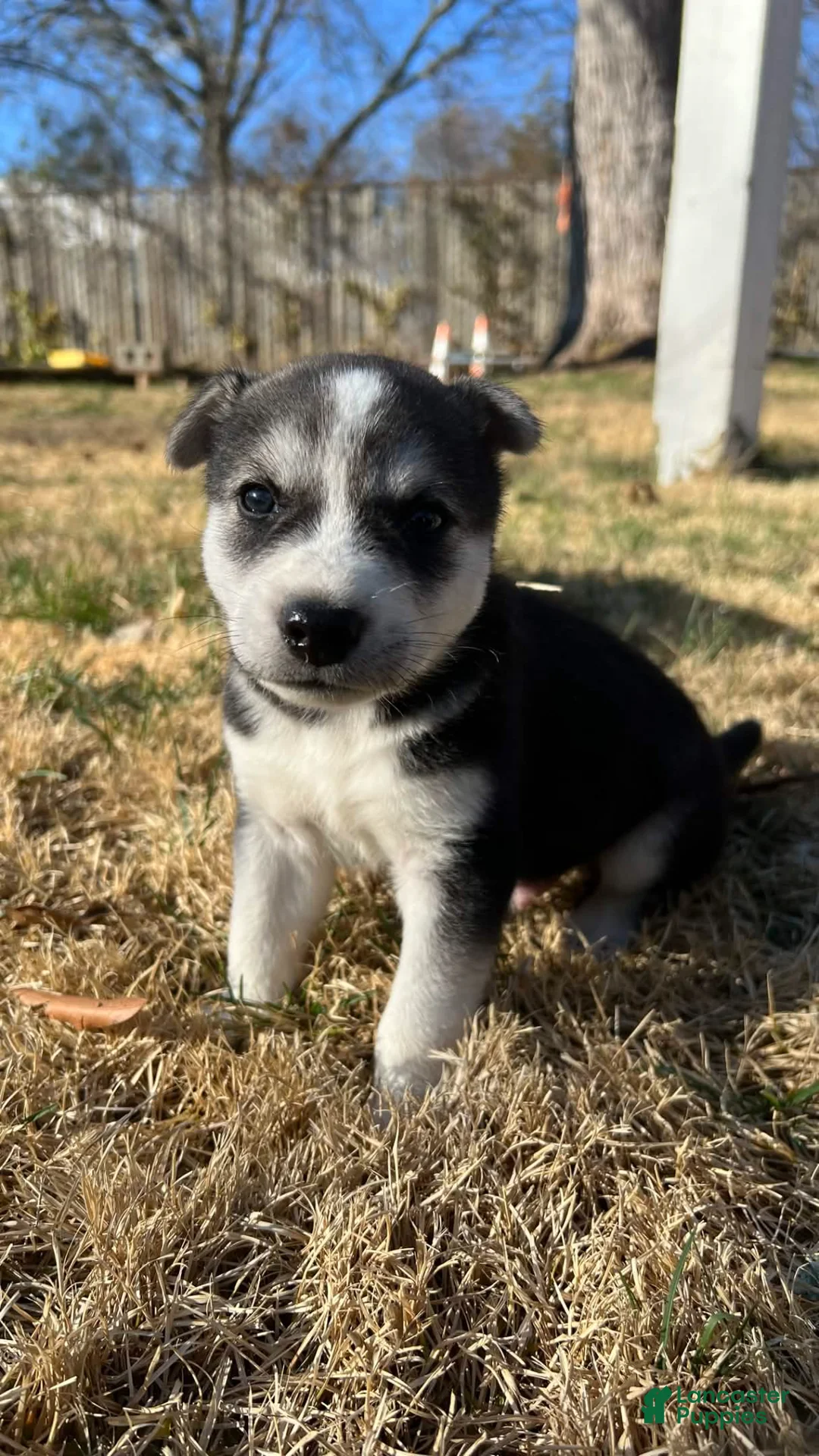 Mixed Breed dogs for sale: Mixed Breed Puppy 1 - Ad 1