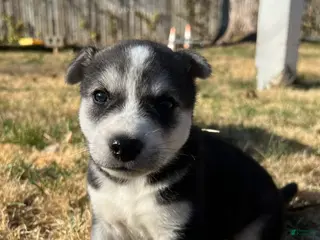 Mixed Breed dogs Mixed Breed Puppy 1 - Ad 23