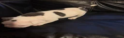 American Bully dogs for sale: Spotty - Ad 3