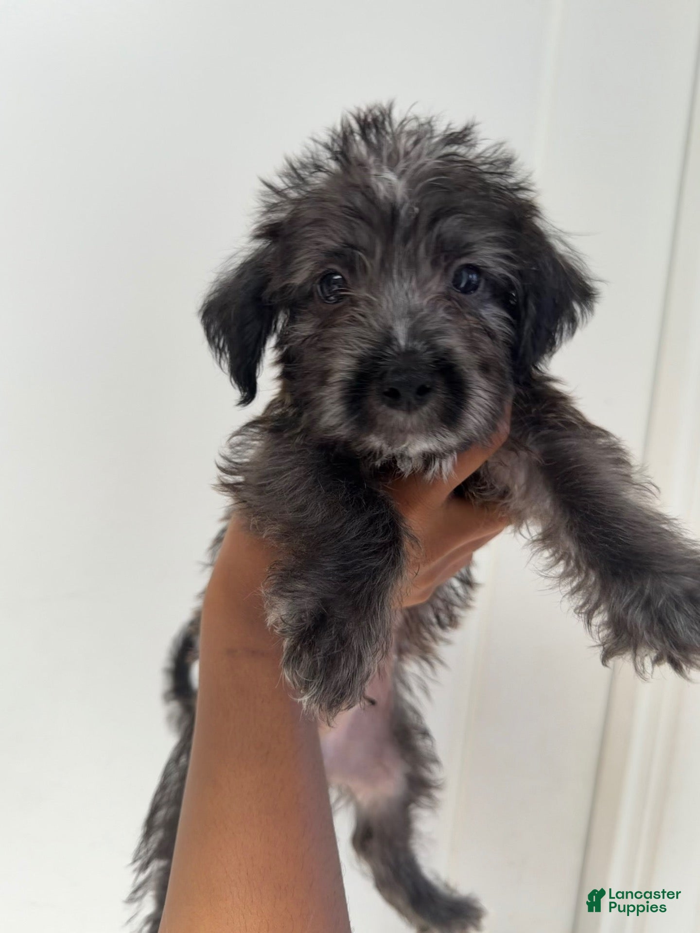Mixed Breed dogs Mixed Breed 2 - Ad 21