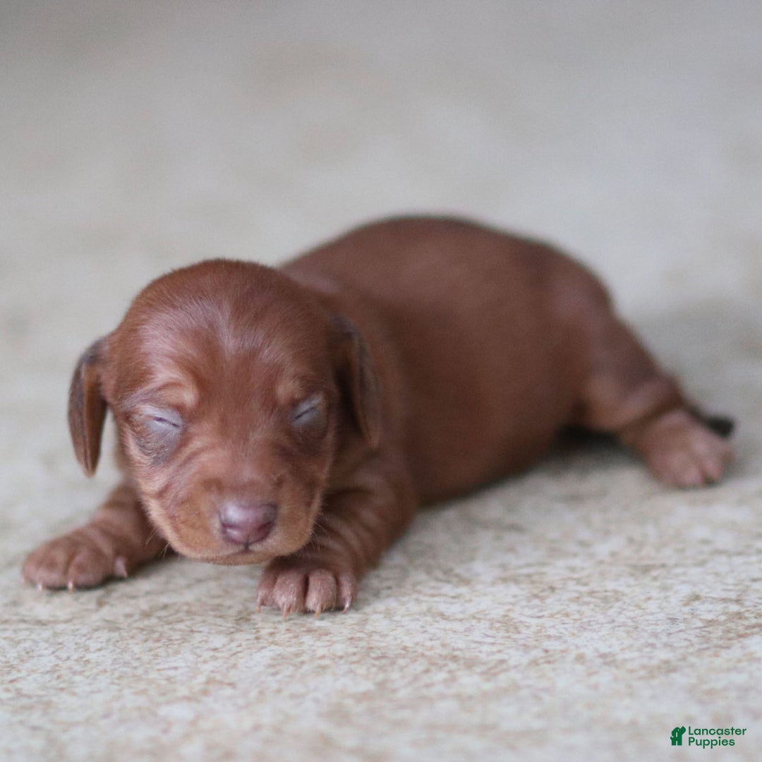 Miniature Dachshund dogs for sale: Clara - Ad 1