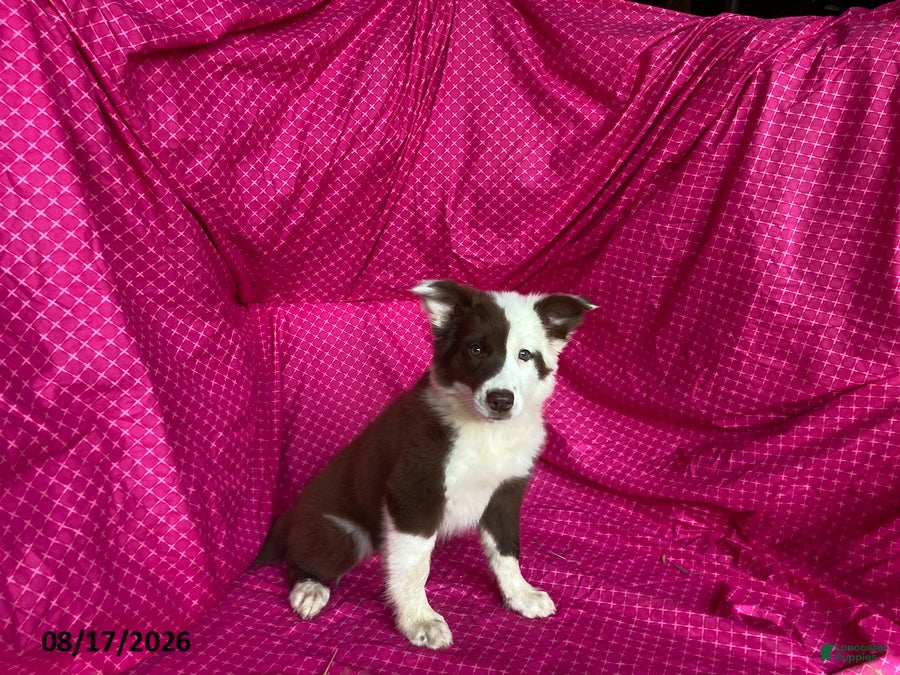 Mixed Breed dogs Java - Ad 6