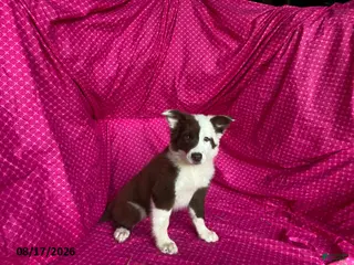 Mixed Breed dogs Java - Ad 6