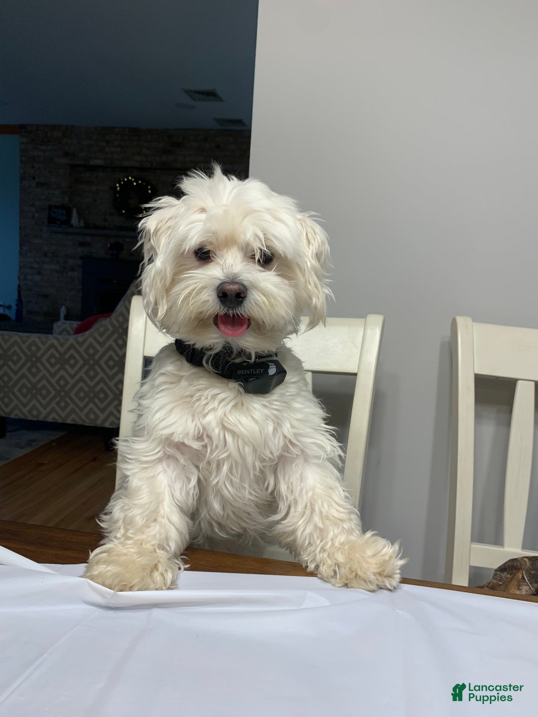 Maltese dogs for sale: Marshmellow - Ad 7