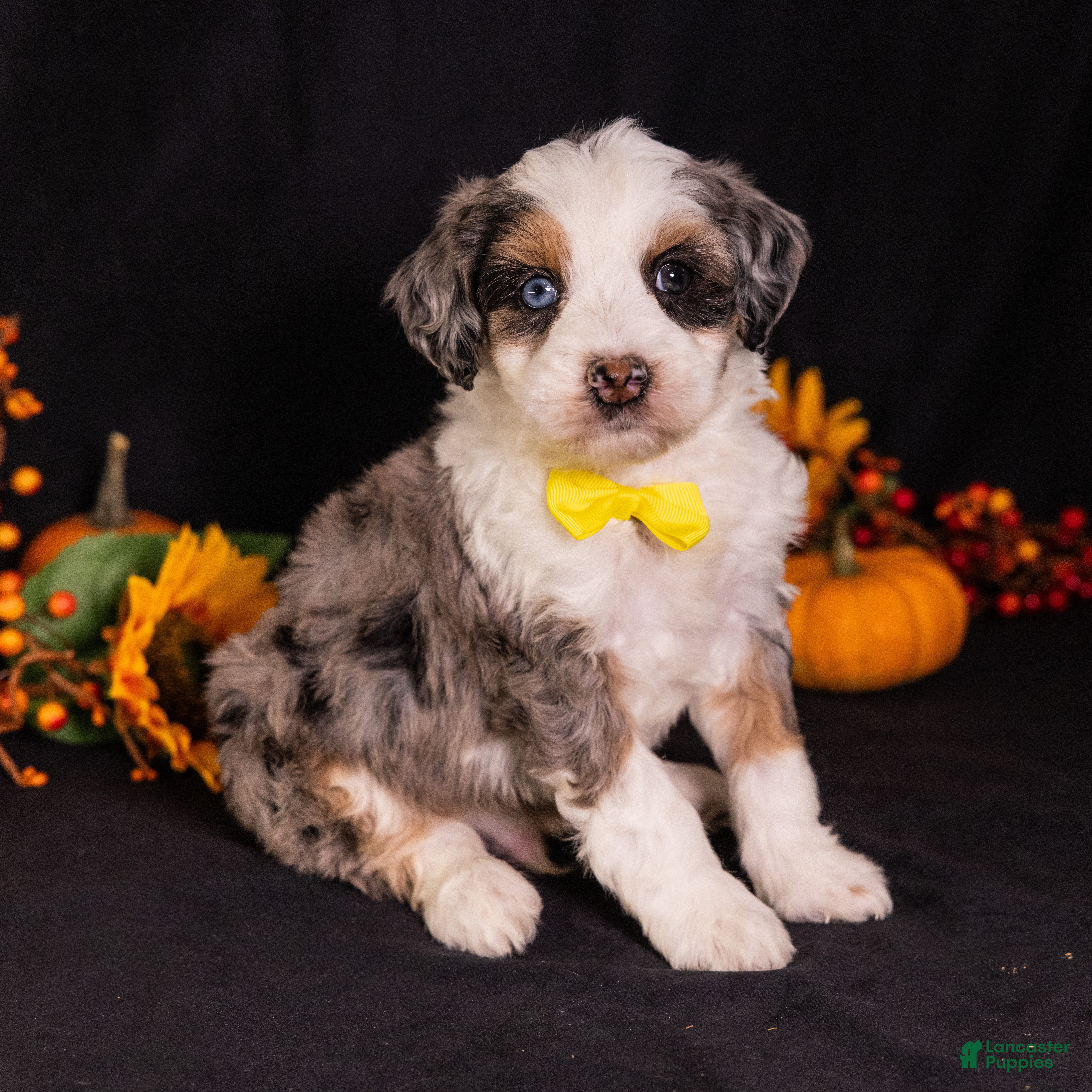 Mini Bernedoodle dogs Racer - Ad 2