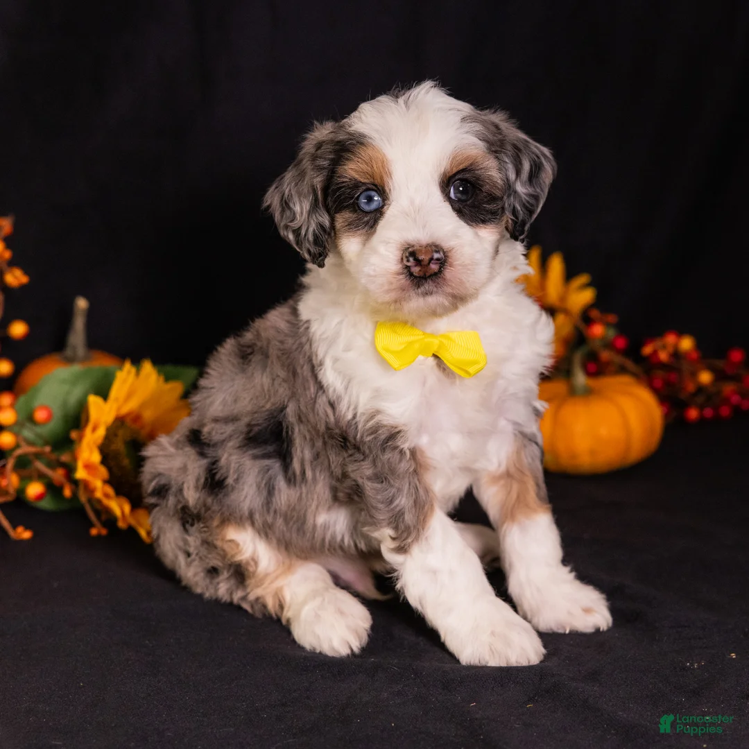 Mini Bernedoodle dogs for sale: Racer - Ad 2