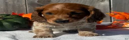 Miniature Dachshund dogs for sale: Forrest - Ad 4