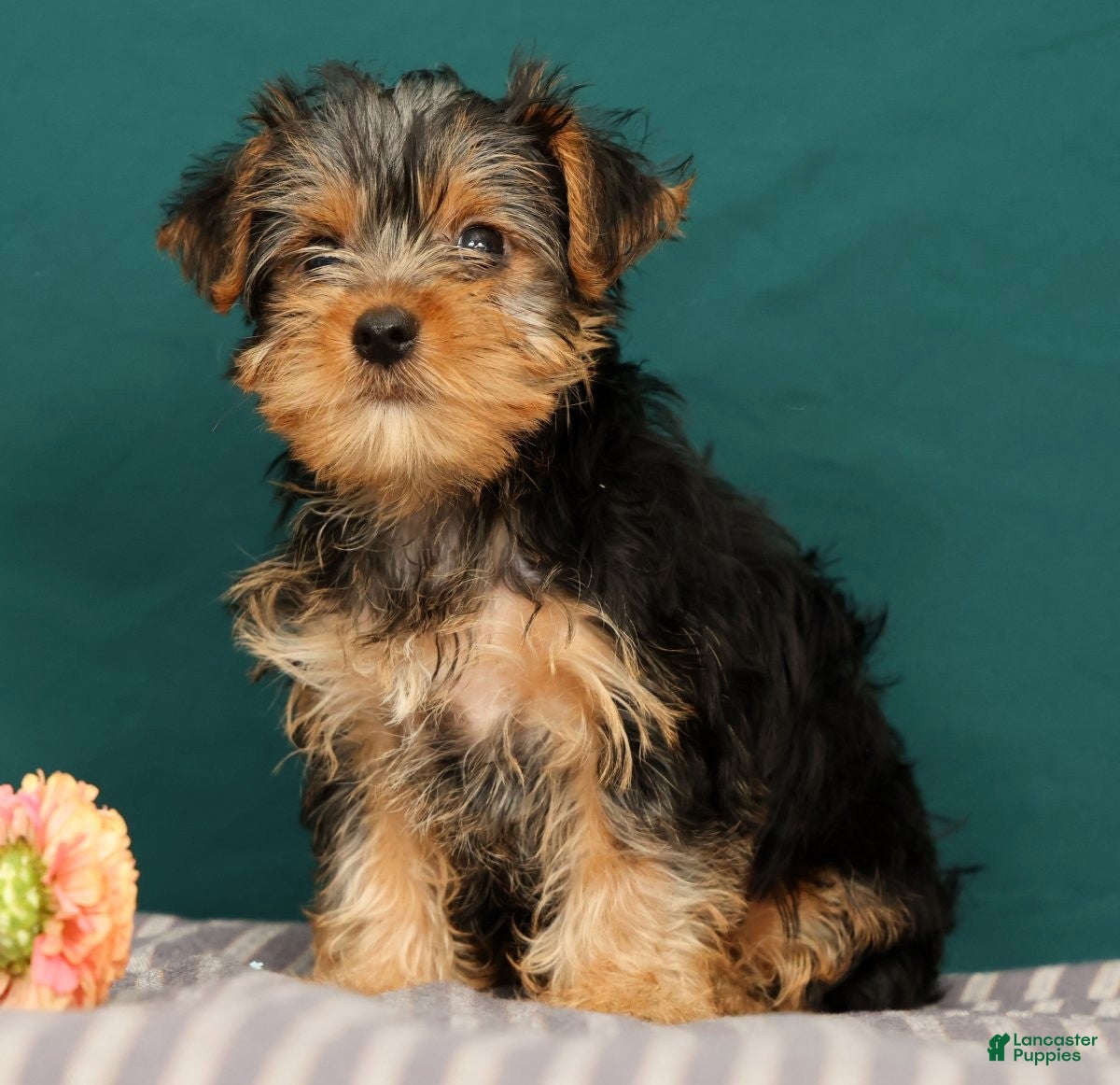Yorkshire Terrier dogs Riley - Ad 2