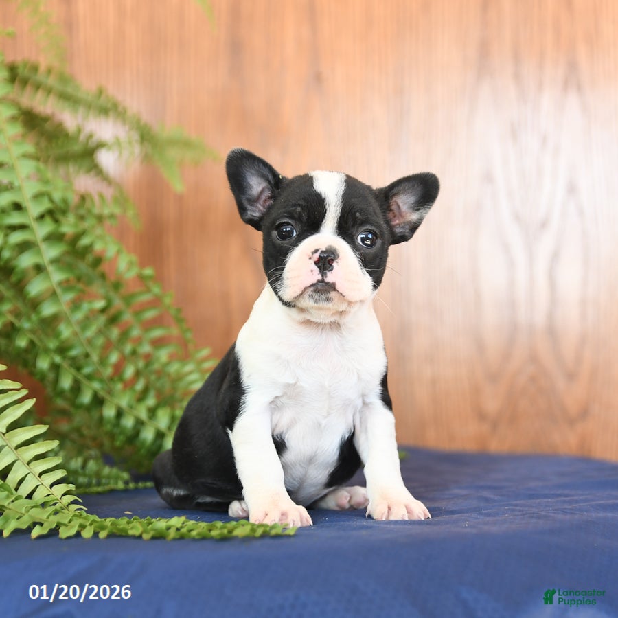 Frenchton dogs Lorrie - Ad 9