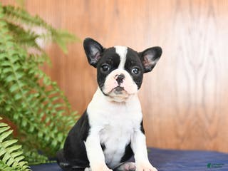 Frenchton dogs Lorrie - Ad 1