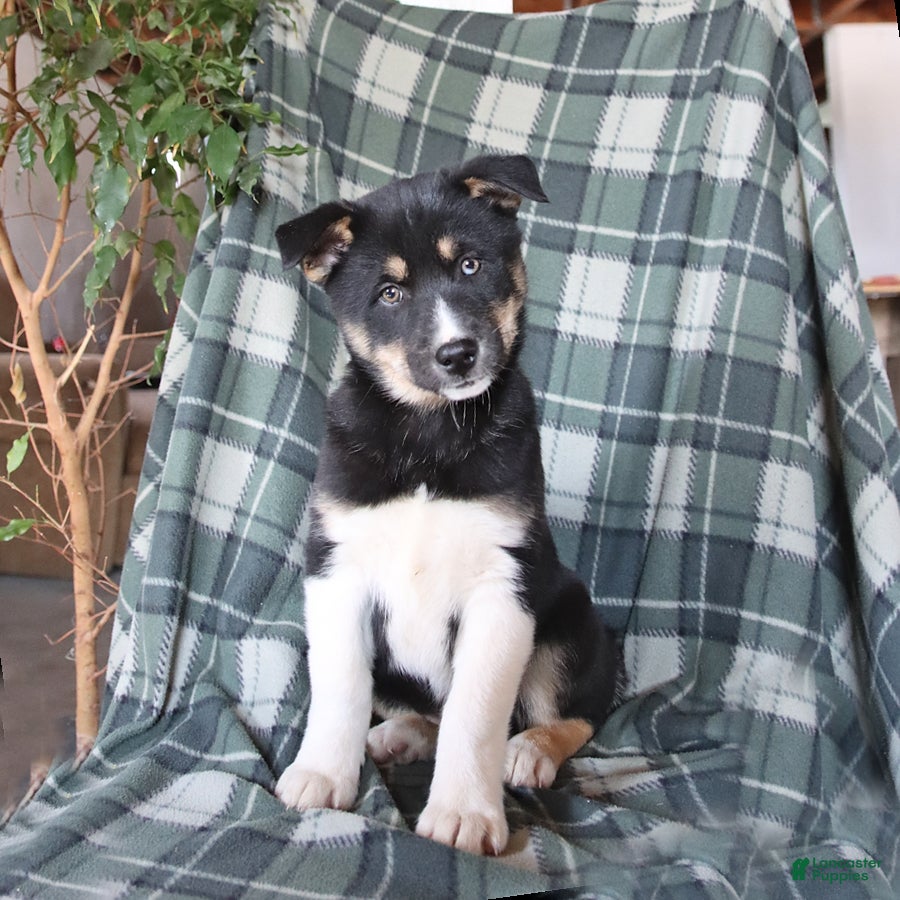 Mixed Breed dogs Stormy - Ad 1