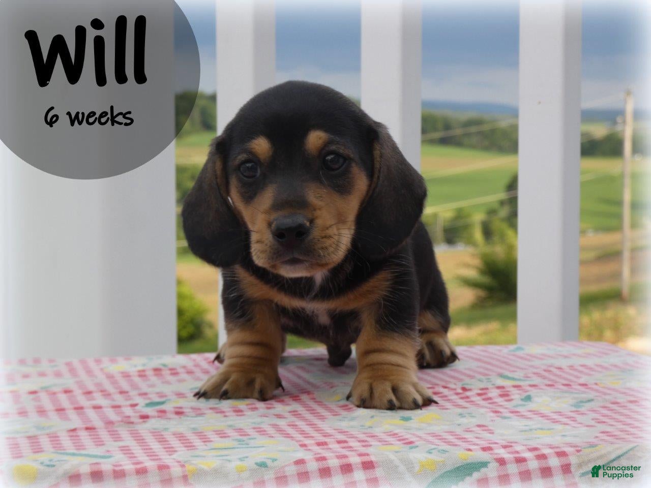 Dachshund dogs Will  - Ad 1