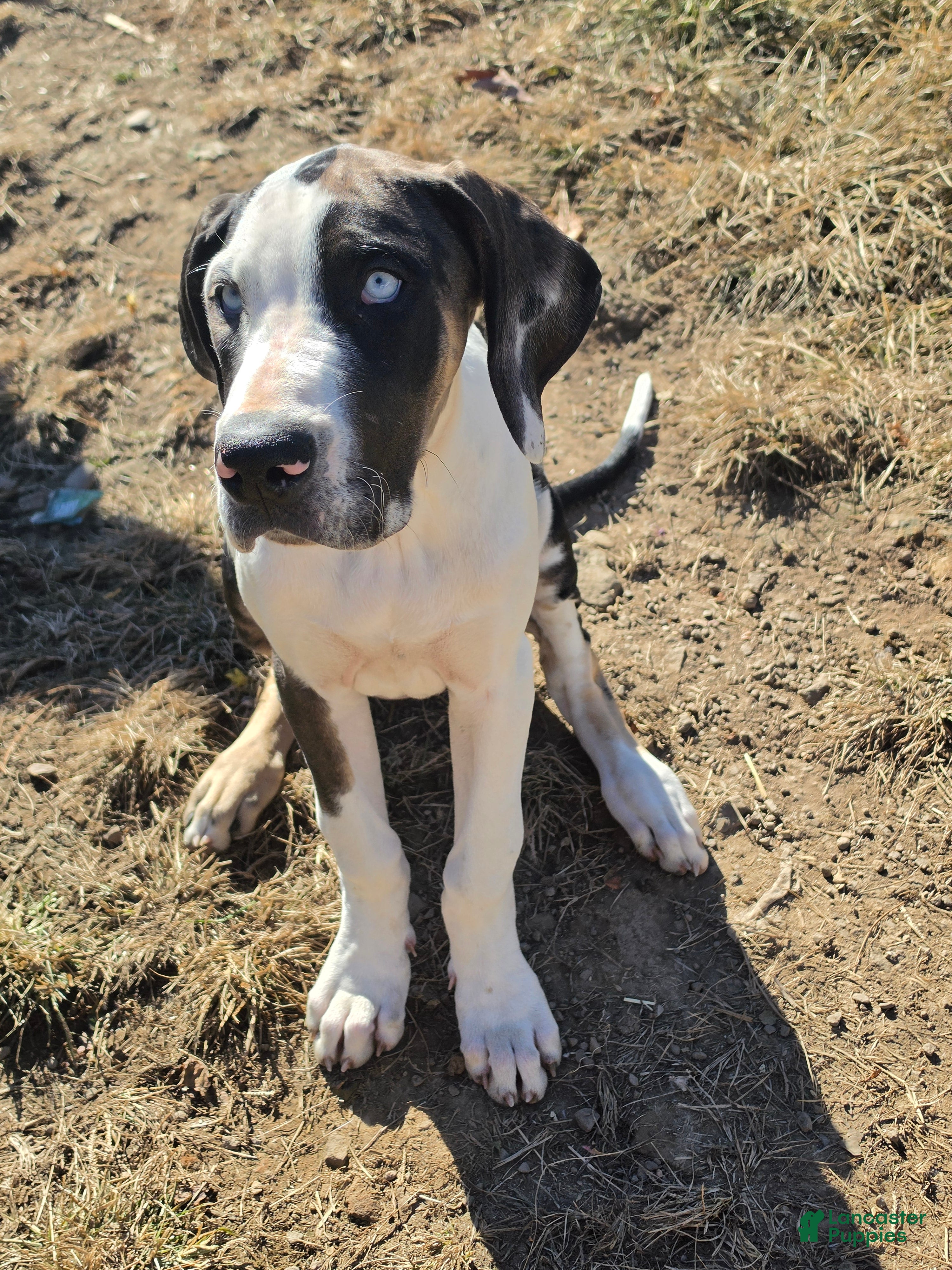 Great Dane dogs for sale: Juno - Ad 18