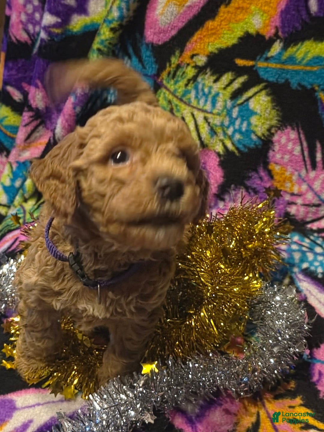 Mini Goldendoodle dogs for sale: Bella - Ad 3