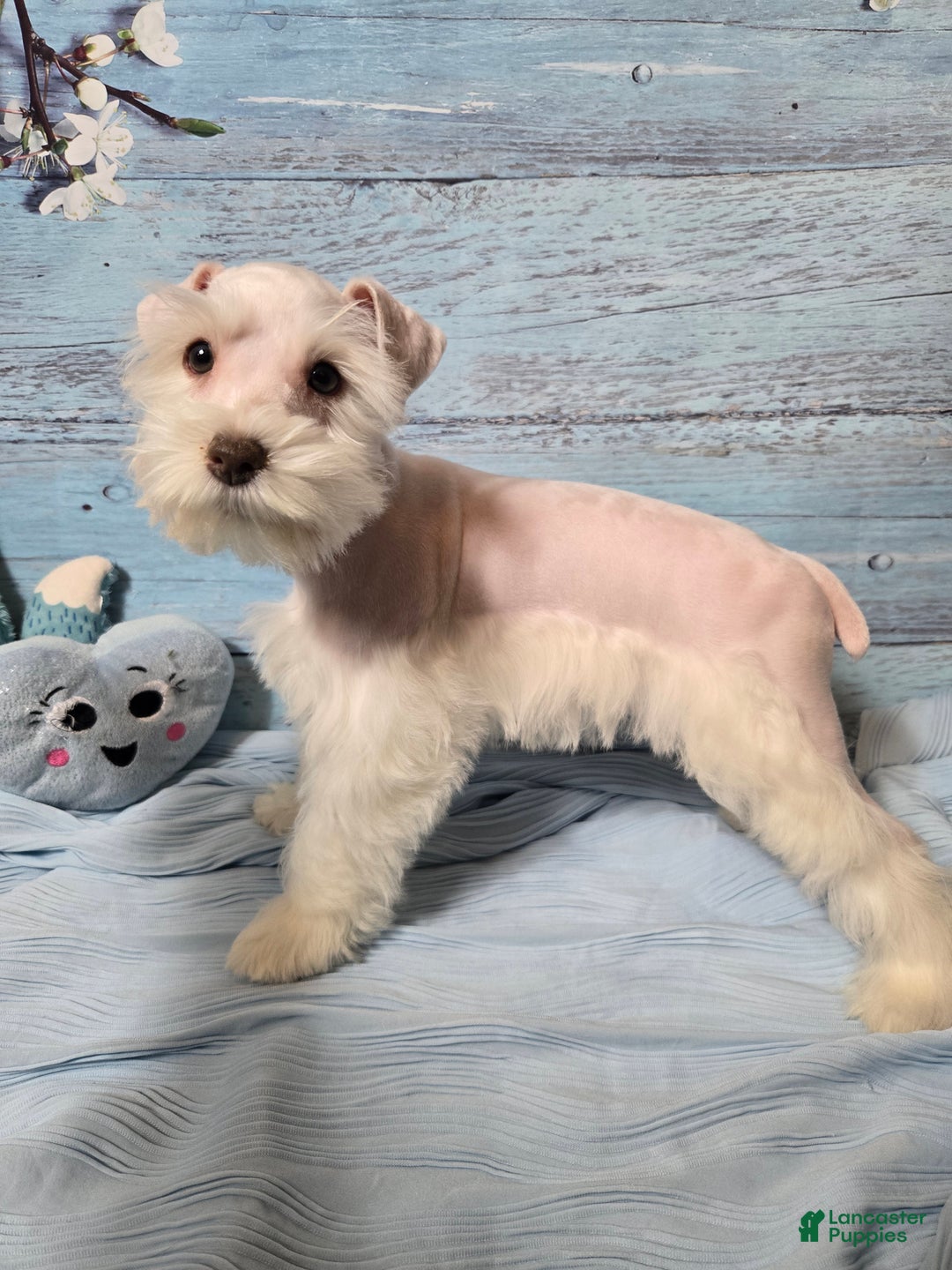 Miniature Schnauzer dogs for sale: OLAF, Miniature Schnauzer Puppy  - Ad 1