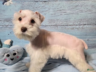 Miniature Schnauzer dogs OLAF, Miniature Schnauzer Puppy - Ad 28