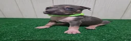 American Bully dogs for sale: American Bully XL Puppy 6 (Highlight Green) - Ad 3