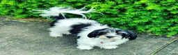 Havanese dogs for sale: Rocky-Male - Ad 5