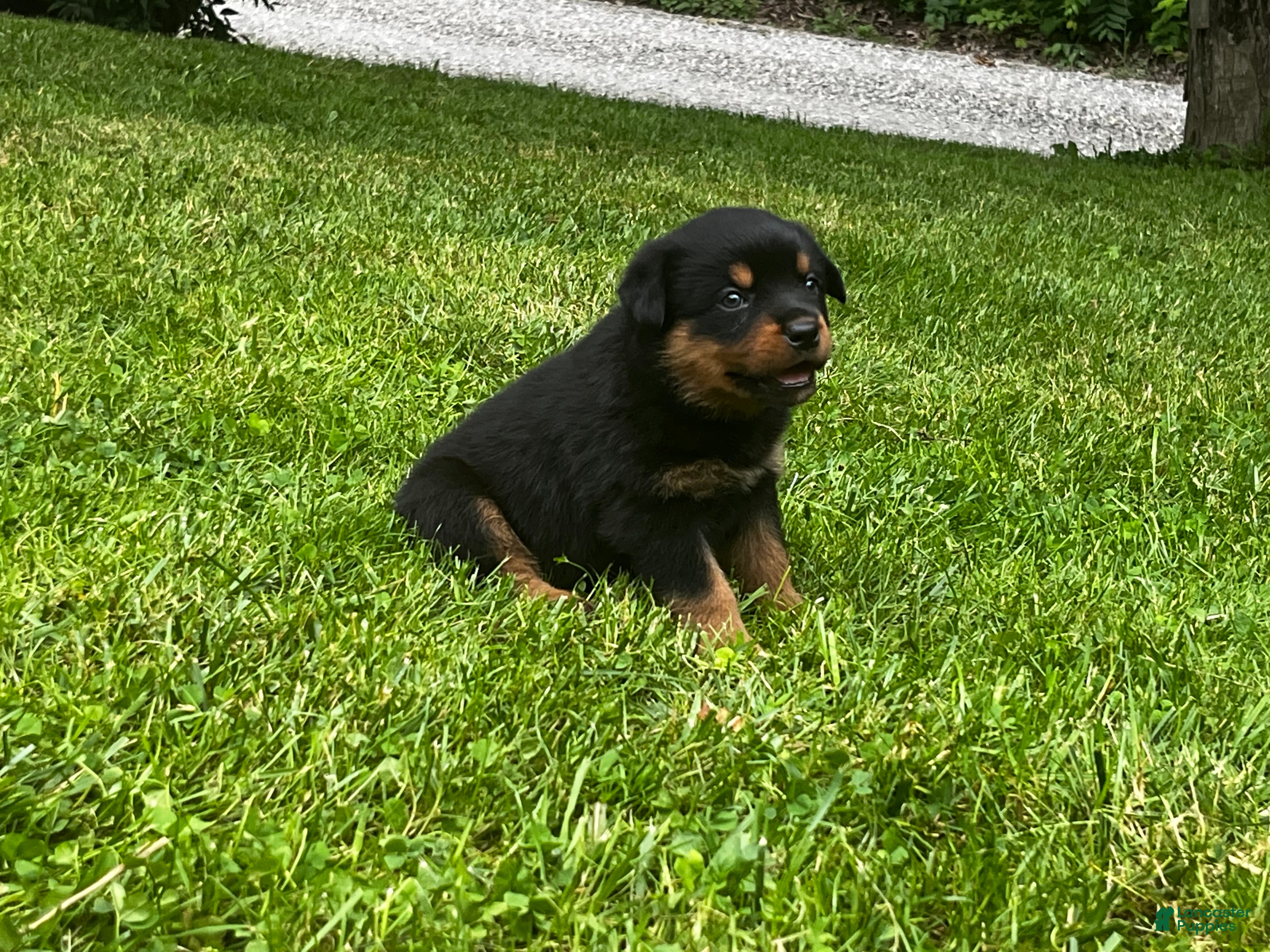 Rottweiler dogs Victor - Ad 2