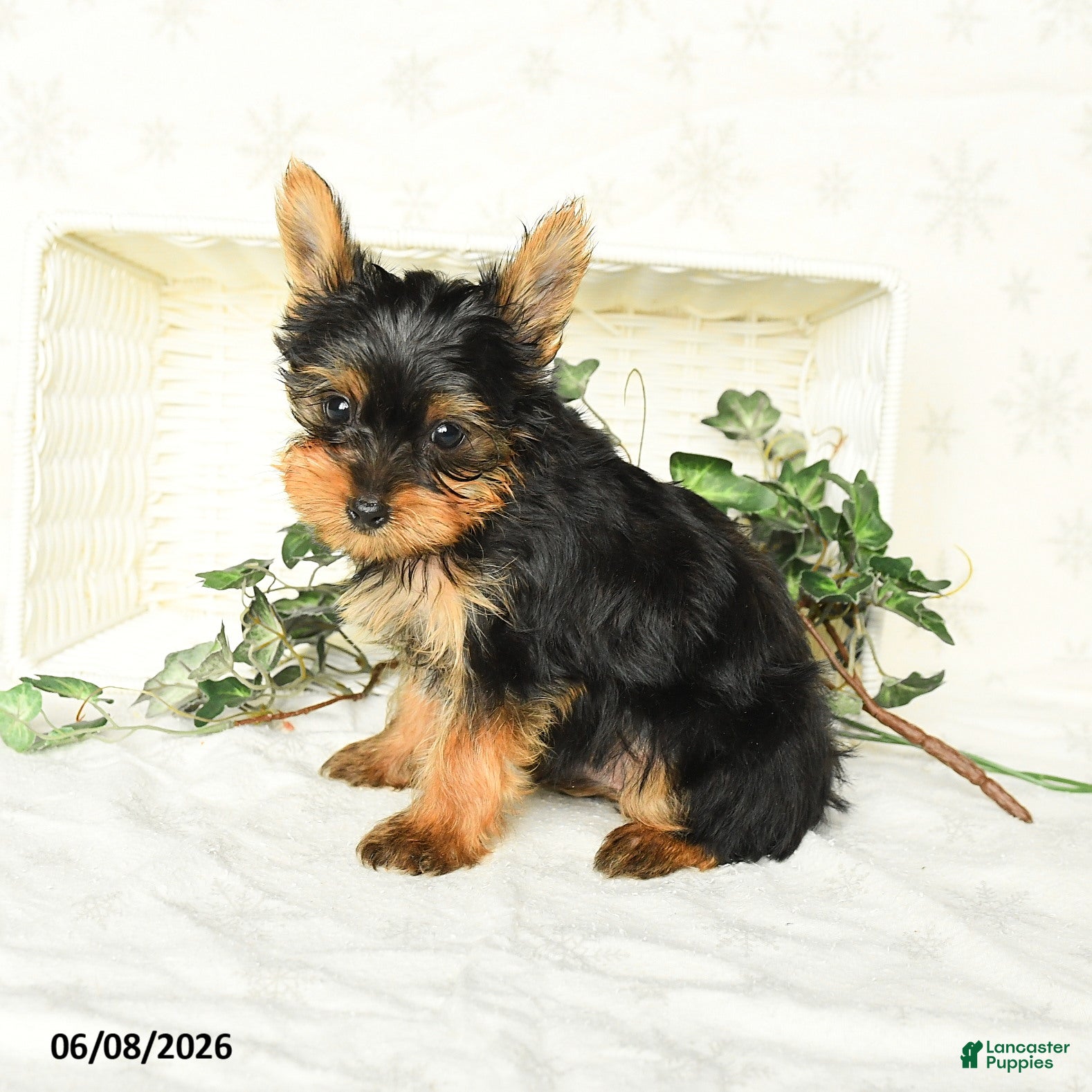 Yorkshire Terrier dogs Prince   - Ad 1