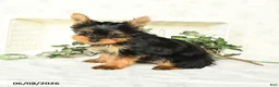 Yorkshire Terrier dogs for sale: Prince   - Ad 1