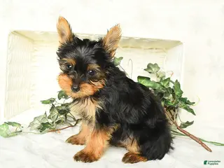 Yorkshire Terrier dogs for sale: Prince - Ad 2