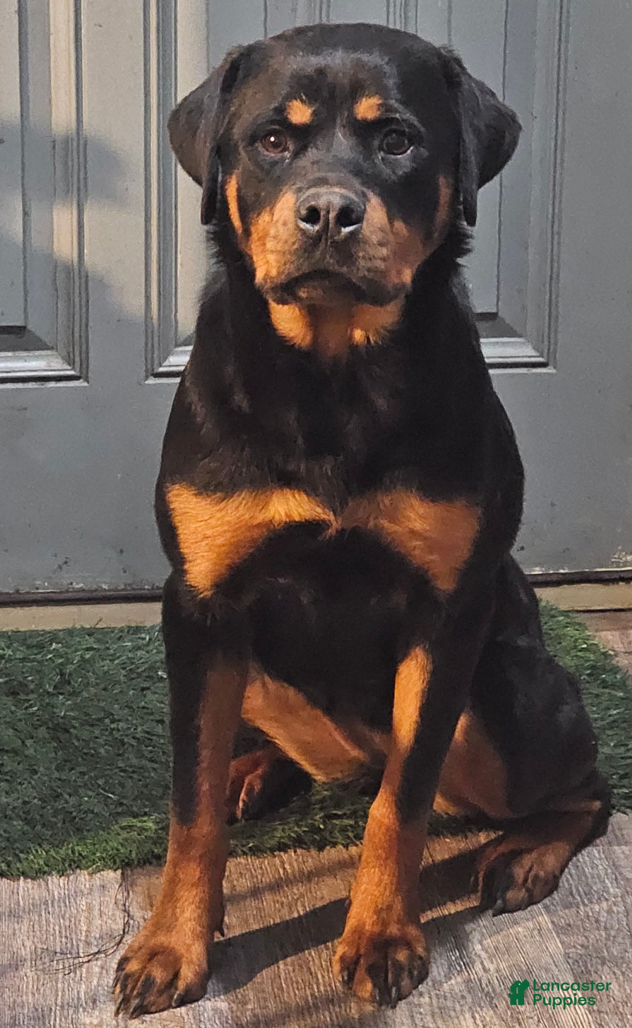 Rottweiler dogs Princess XXL Doneyuno  - Ad 12