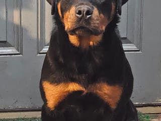 Rottweiler dogs Princess XXL Doneyuno - Ad 16