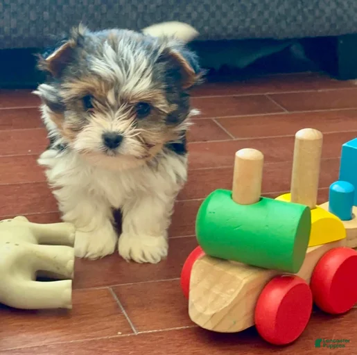 Gallery Image {{count}}