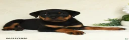 Rottweiler dogs for sale: Axel - Ad 4