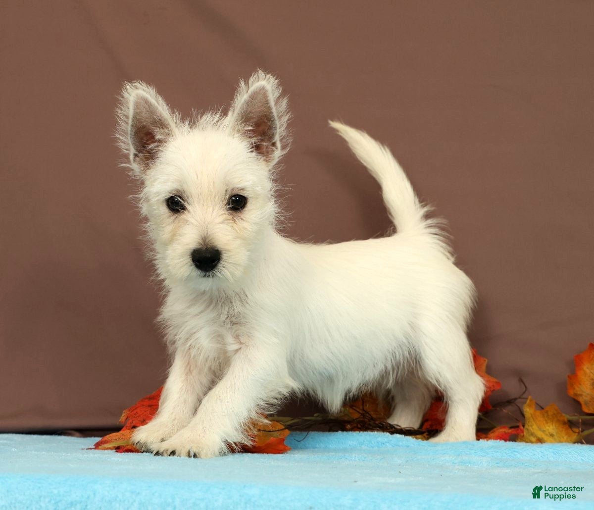 West Highland Terrier dogs for sale: Coconut - Ad 1