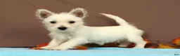 West Highland Terrier dogs for sale: Coconut - Ad 1