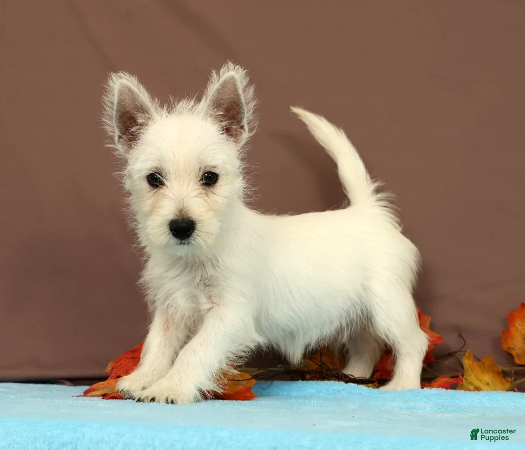West Highland Terrier dogs for sale: Coconut - Ad 1