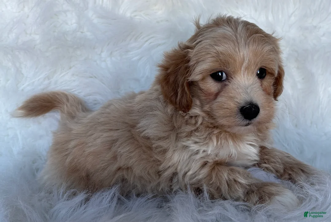 Maltipoo dogs for sale: Valentino - Ad 2