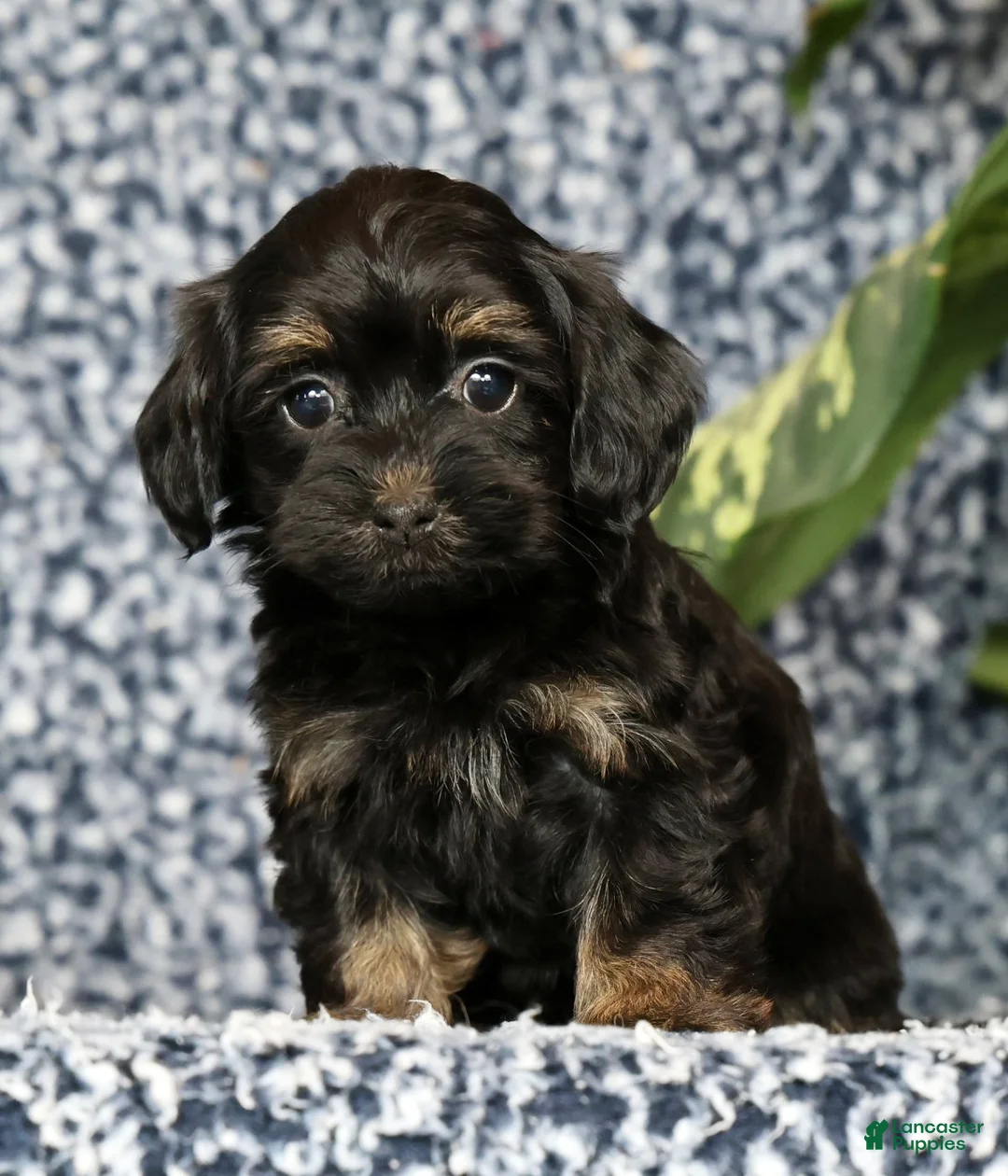 Havapoo dogs for sale: Tiffany - Ad 2