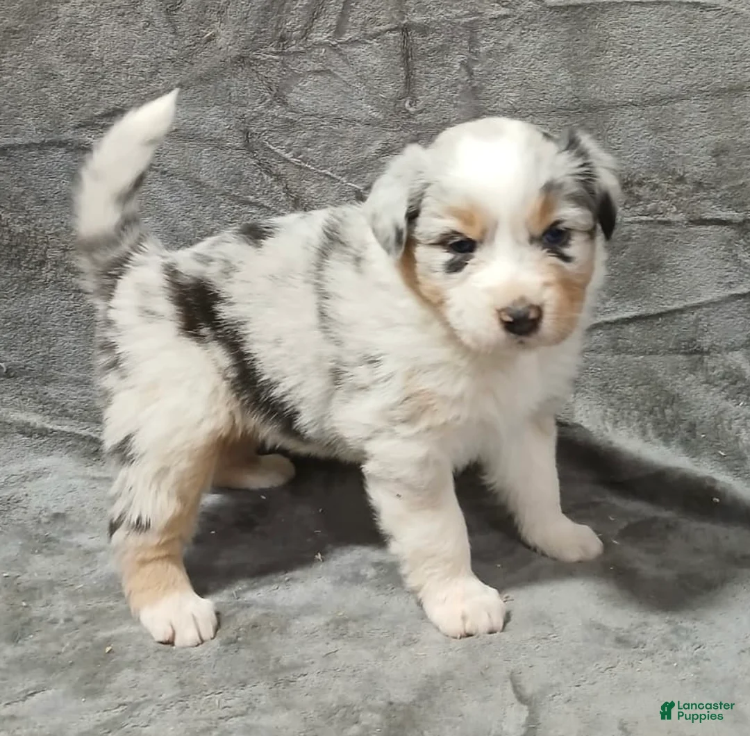 Australian Shepherd dogs for sale: Nala - Ad 4