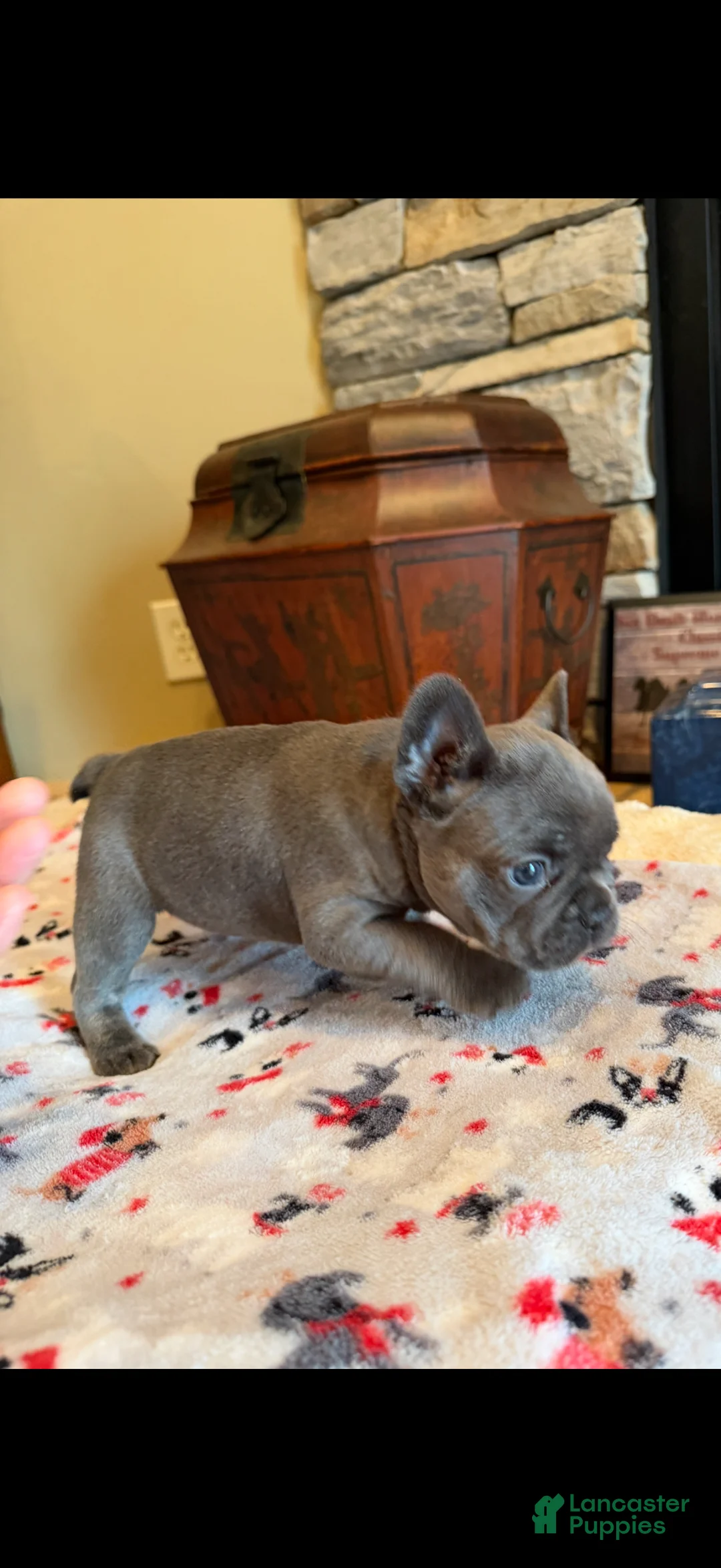 French Bulldog dogs for sale: Jace - Ad 1