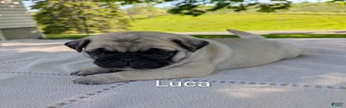 Luca