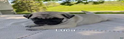 Pug dogs for sale: Luca - Ad 1