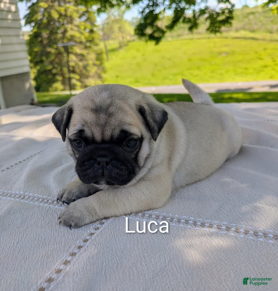 Pug dogs for sale: Luca - Ad 1