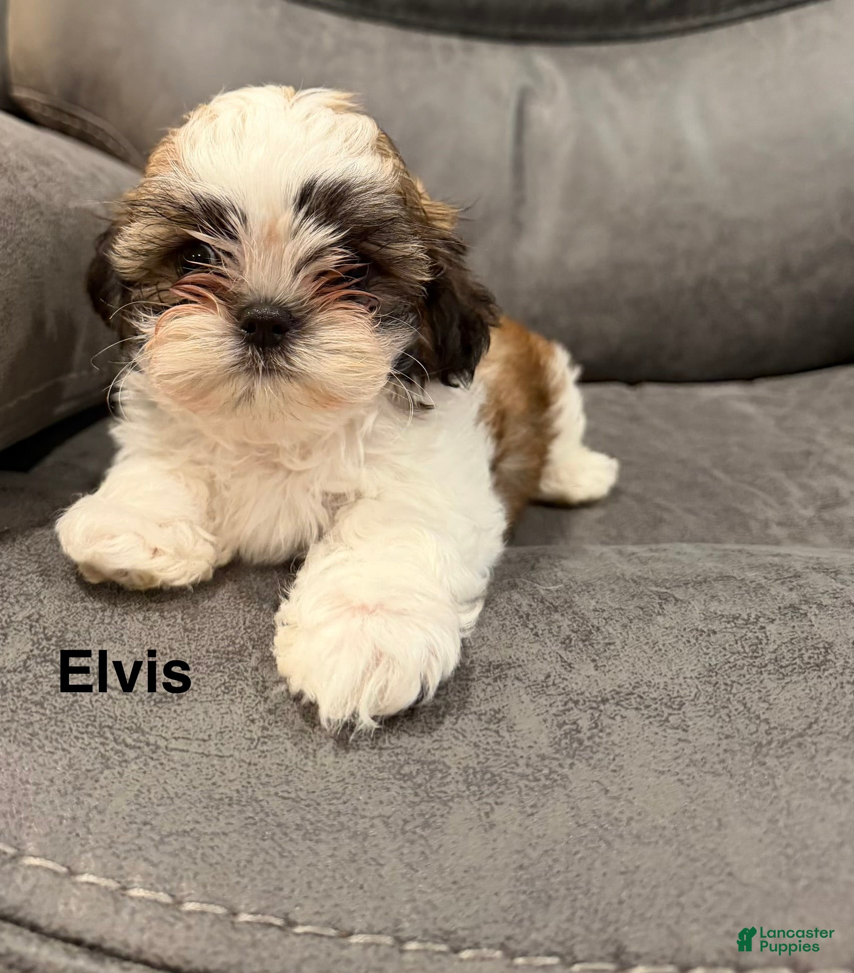 Elvis (Malshi, Male) in Mechanicsville, IA