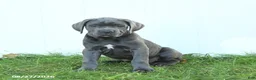 Cane Corso dogs for sale: River - Ad 4