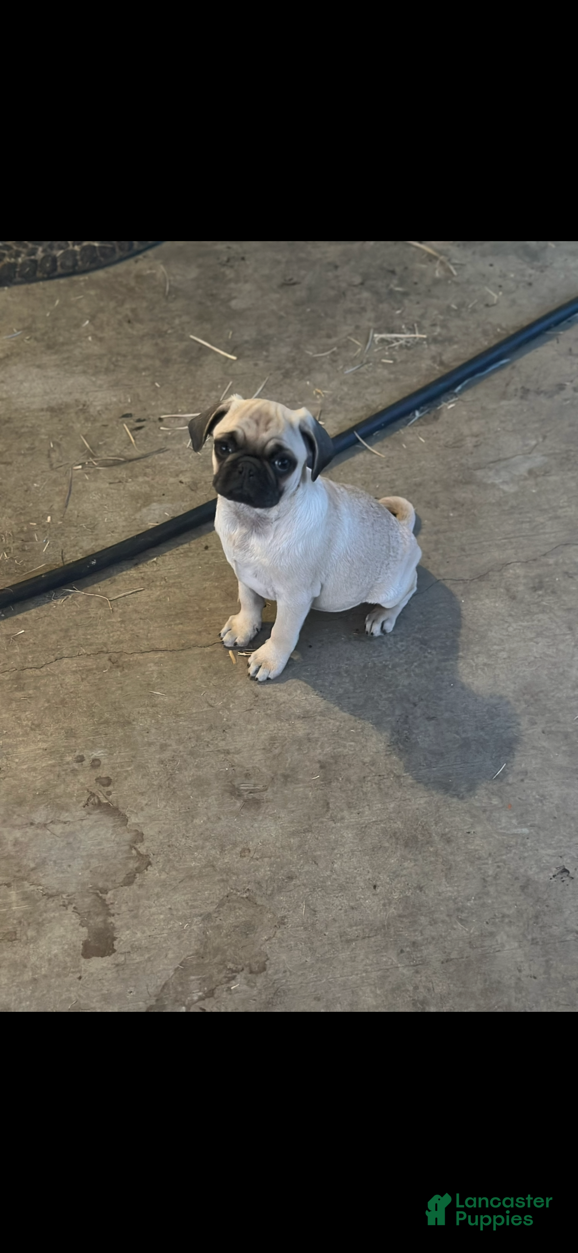 Pug dogs Princess - Ad 2