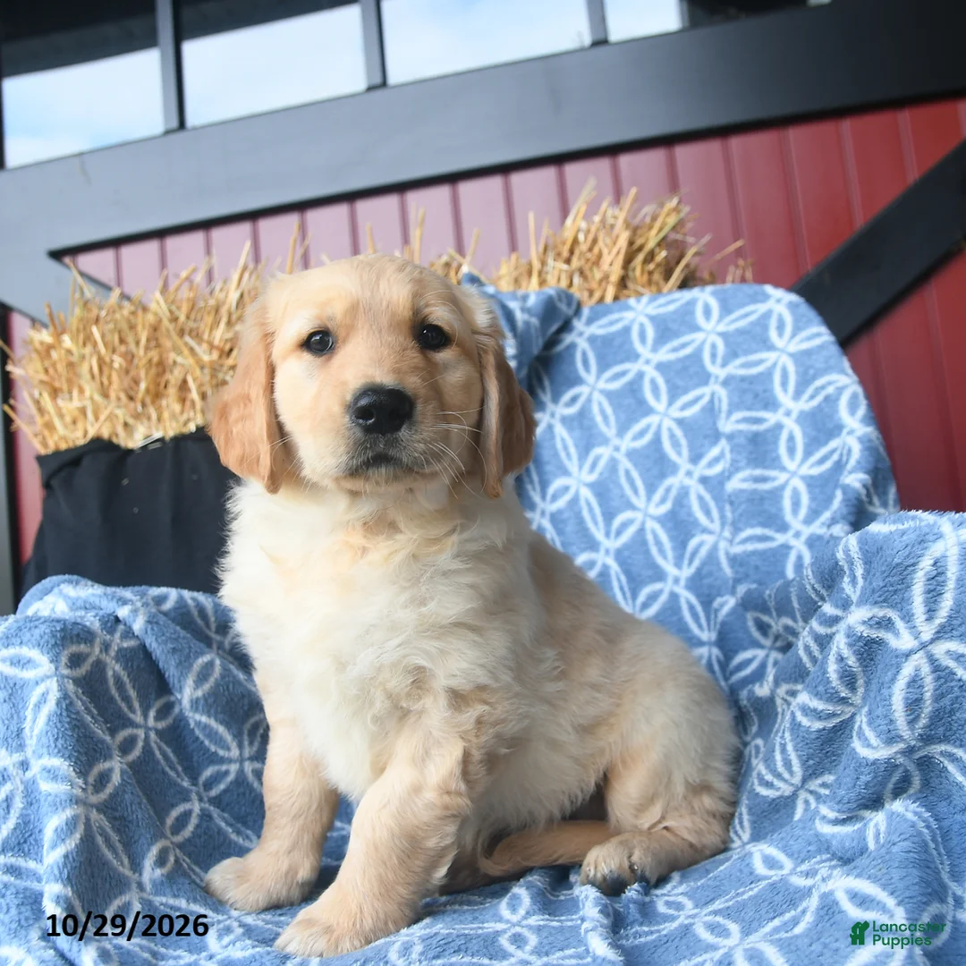 Golden Retriever dogs for sale: Orchard  - Ad 3