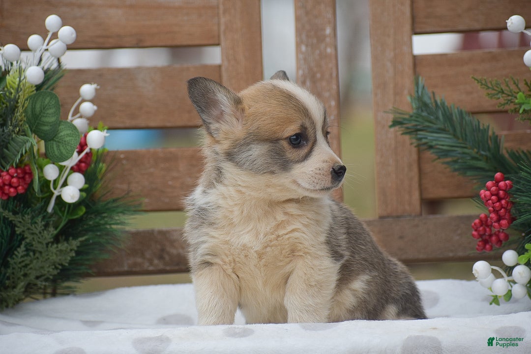 Welsh Corgi Pembroke dogs for sale: Mingo - Ad 3