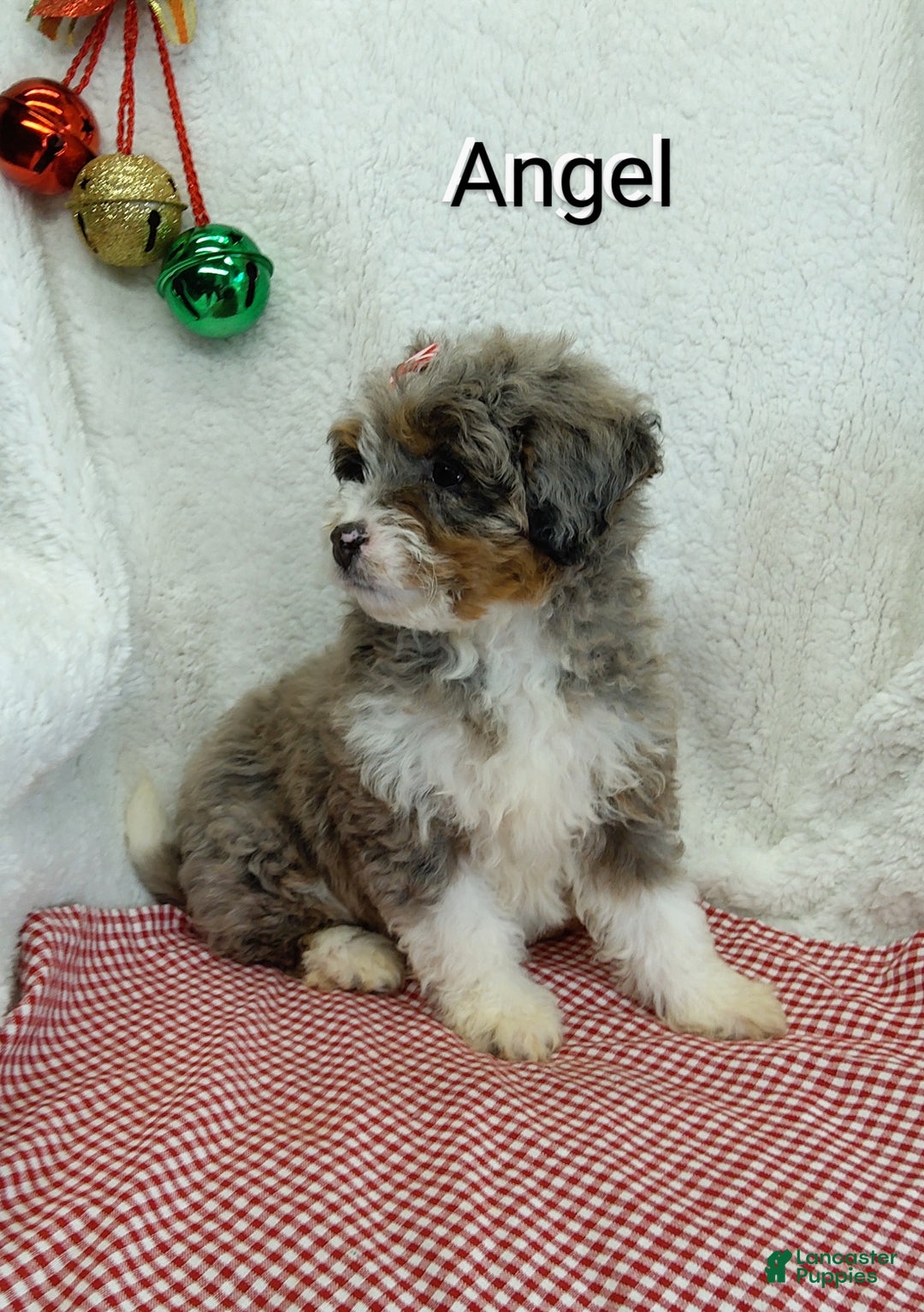 Mini Bernedoodle dogs for sale:  Sadie  - Ad 15