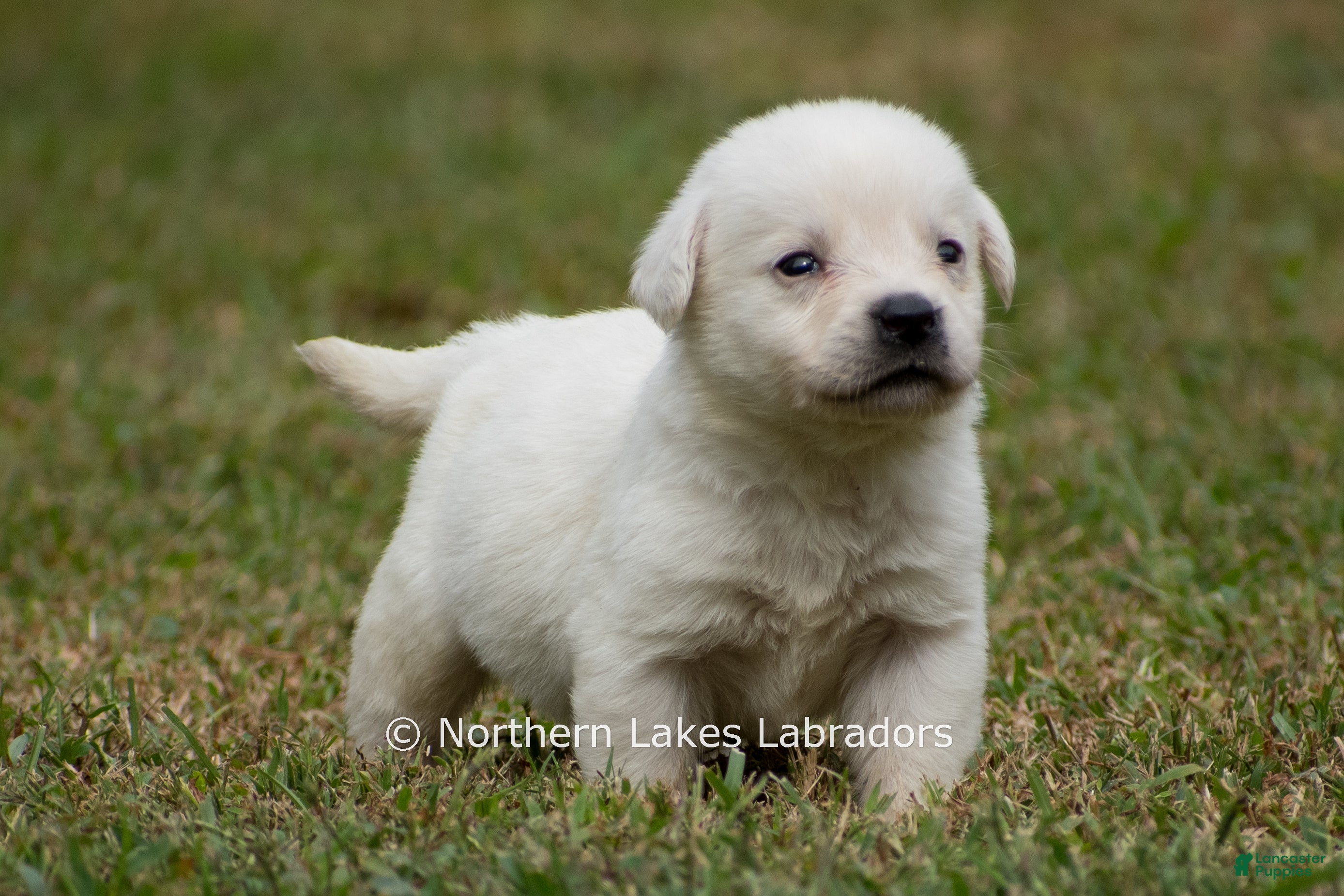 Mora (Labrador, Female) in Bowersville, GA