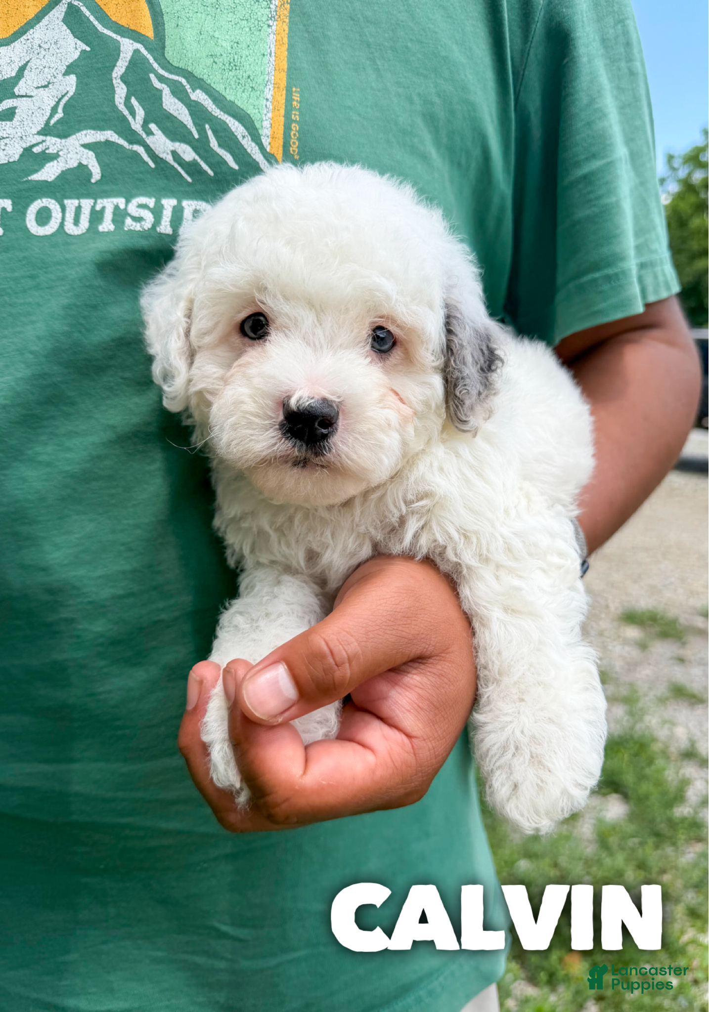 Cavapoo dogs Calvin - F1b  - Ad 13